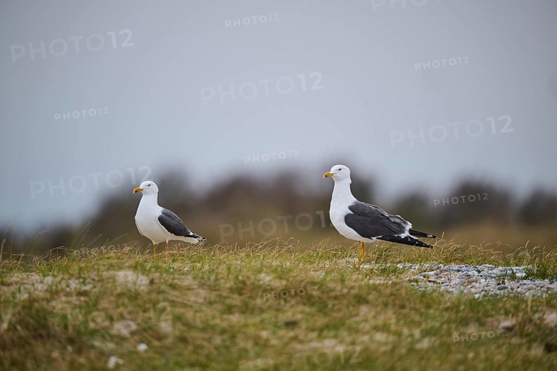 Yellow-legged gull (Larus michahellis) standing in the grass, Düne, Helgoland, Schleswig-Holstein, Germany, Europe