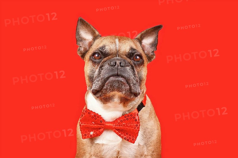 Elegant French Bulldog dog wearing wearing bow tie on red background