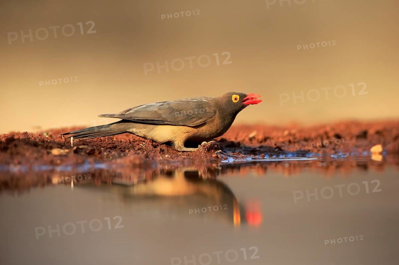 Red-billed oxpecker (Buphagus erythrorhynchus), adult, at the water, drinking, alert, Kruger National Park, Kruger National Park, Kruger National Park South Africa