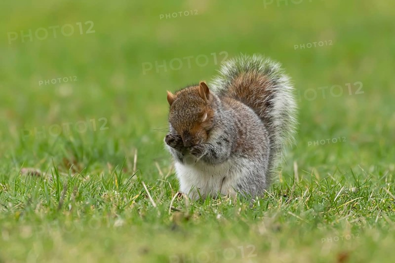 Grey squirrel (Sciurus carolinensis) adult animal washing its face, England, United Kingdom, Europe