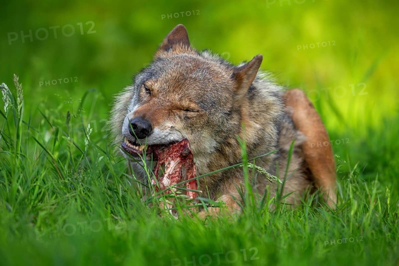 Eurasian wolf, grey wolf (Canis lupus lupus) gnawing on meat and bone of its prey in grassland, meadow