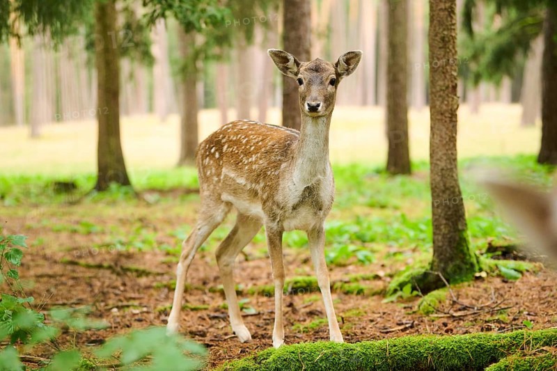European fallow deer (Dama dama) hind standing in a forest, Bavaria, Germany, Europe