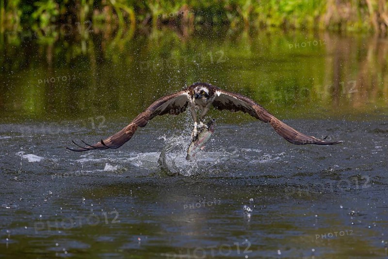 Western osprey (Pandion haliaetus) fishing, Finland, Europe