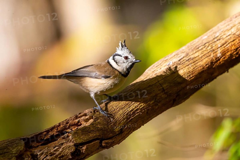 Crested Tit (Parus cristatus), Germany, Europe