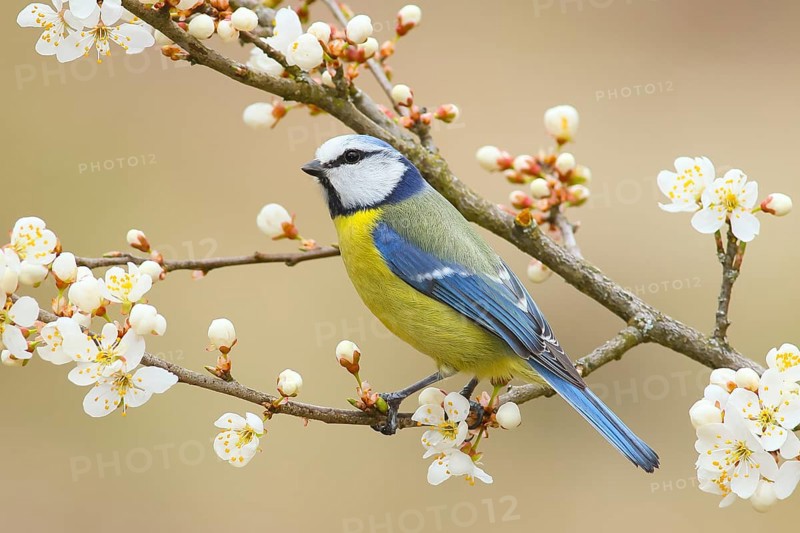 Blue tit (Parus caeruleus), sitting on blackthorn (Prunus spinosa) branch, Wildlife, Animals, Birds, North Rhine-Westphalia, Germany, Europe
