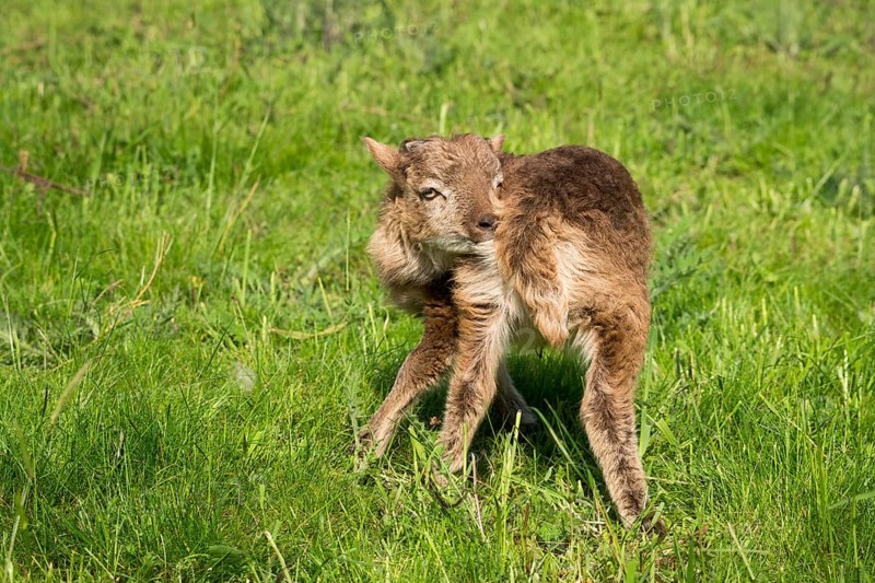 Little lamb, ram, brown, scratches himself, Ouessant sheep mix, grazing. Germany