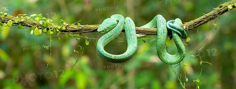 Bothriechis lateralis (Bothriechis lateralis), sitting on a branch, Heredia province, Costa Rica, Central America