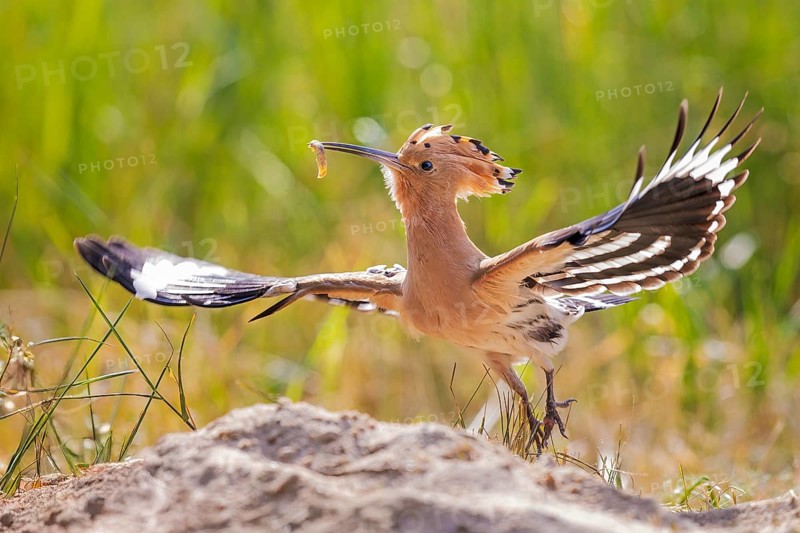 Hoopoe (Upupa epops) Bird of the Year 2022, male with food, bridal gift, mating, courtship, foraging, erected canopy against the light, sunrise, Middle Elbe Biosphere Reserve, Saxony-Anhalt, Germany, Europe