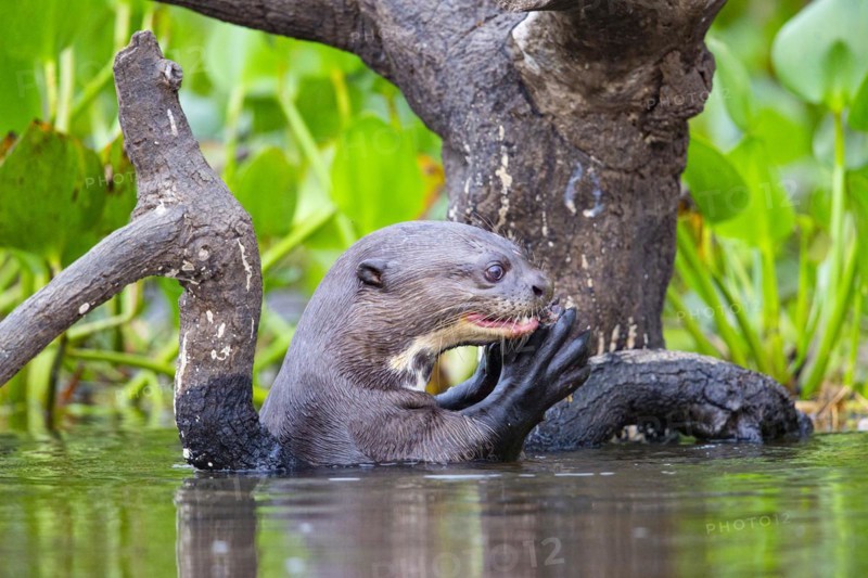 Giant otter (Pteronura brasiliensis) Pantanal Brazil