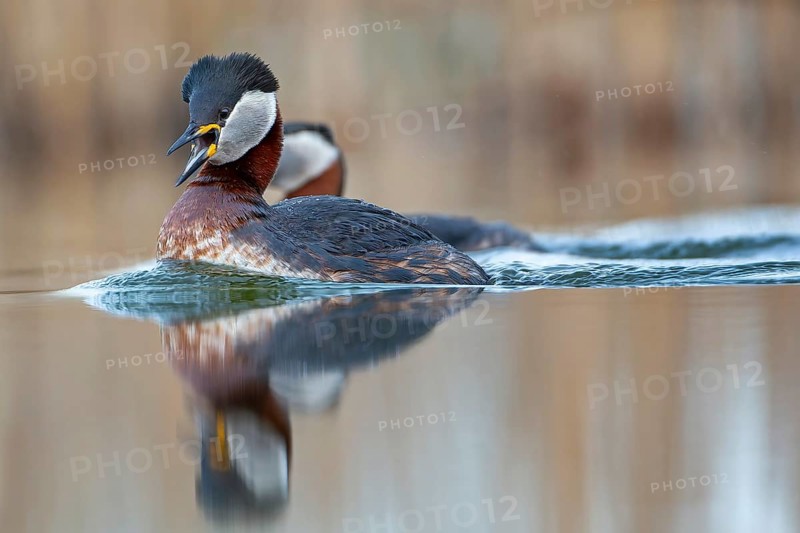 Red-necked Grebe (Podiceps grisegena) grebe, courtship, pair formation, reed and shallow water zone, calling, male and female, splendour plumage, Saxony-Anhalt, Middle Elbe Biosphere Reserve, Germany, Europe