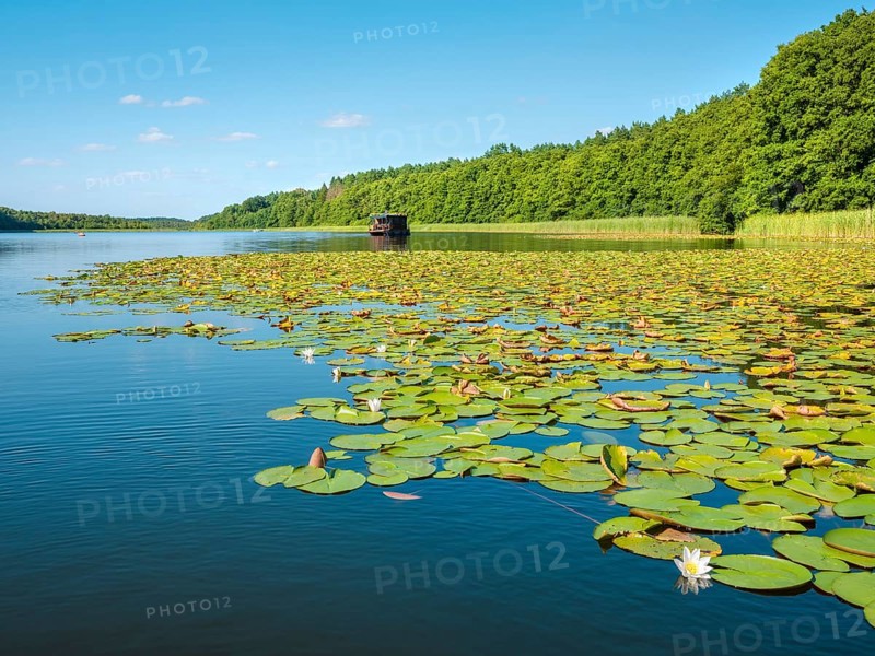 Water lilies bloom in the water lily paradise at Granzower Möschen, Mirow, Mecklenburg Lake District, Mecklenburg-Vorpommern, Germany, Europe