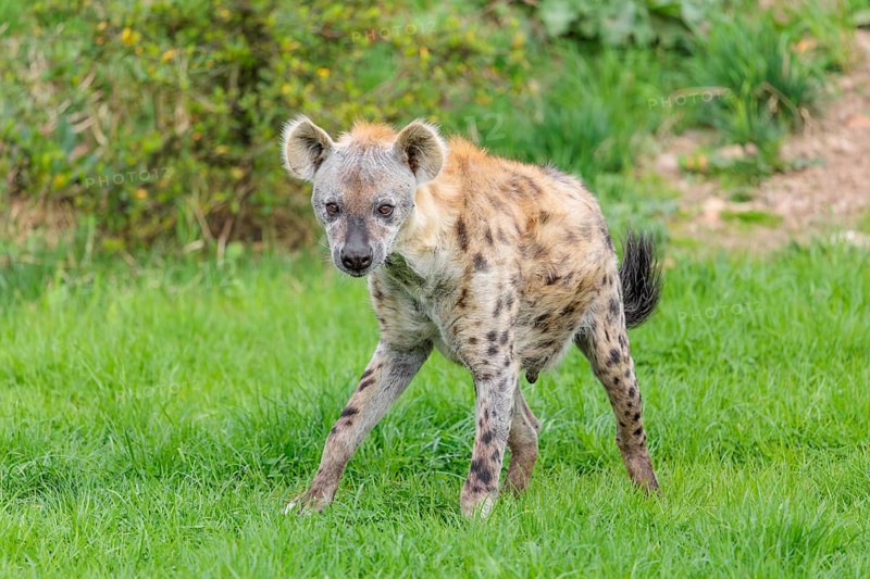 An adult male Spotted Hyena (Crocuta crocuta) stands in a green meadow