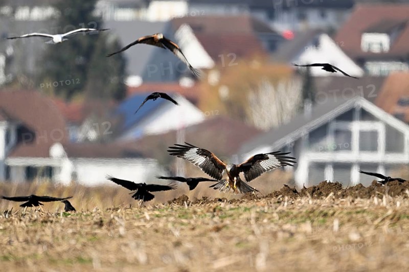 Red kites (Milvus milvus) and crows (Corvus corone) foraging in a freshly ploughed field, Canton Aargau, Switzerland, Europe