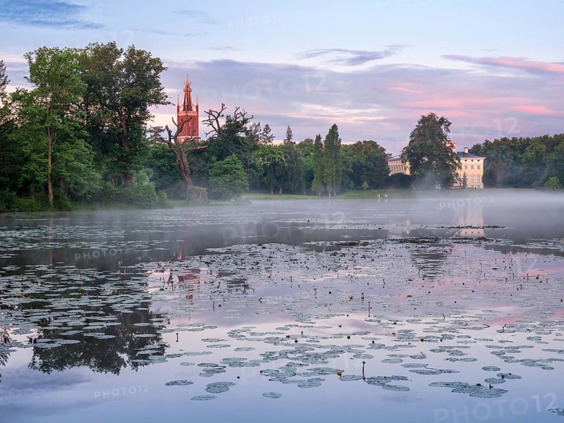 View over Lake Wörlitz to Wörlitz Castle and the Bible Tower of St Peter's Church in Wörlitz Park in the morning, mist on the water, water lilies in front, Garden Kingdom Dessau-Wörlitz, Wörlitz, Saxony-Anhalt Germany