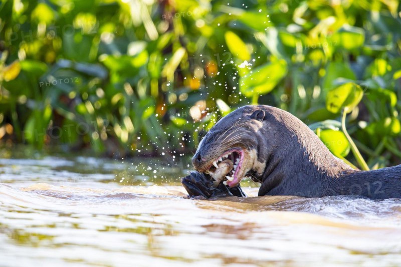 Giant otter (Pteronura brasiliensis) Pantanal Brazil