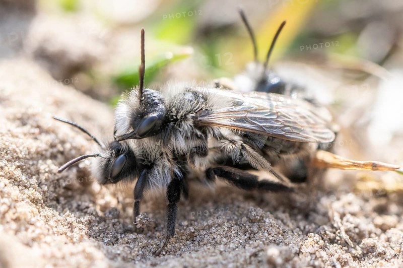 Ashy Mining Bee (Andrena cineraria), mating, Emsland, Lower Saxony, Germany, Europe