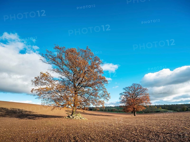 Solitary oak trees on ploughed field under blue sky with clouds in autumn, Burgenlandkreis, Saxony-Anhalt, Germany, Europe