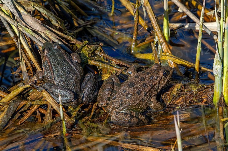 Water frog (Pelophylax sp.) couple sunning among reeds in reed bed in wetland, marshland in spring