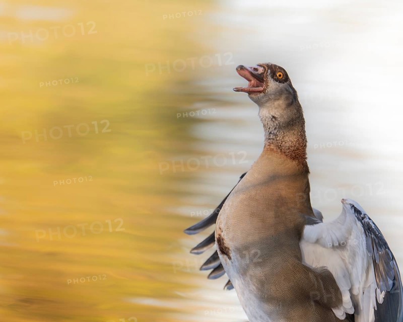 Egyptian goose (Alopochen aegyptiaca) bleating, flapping its wings, profile view, Ümminger See, Bochum, North Rhine-Westphalia, Germany, Europe