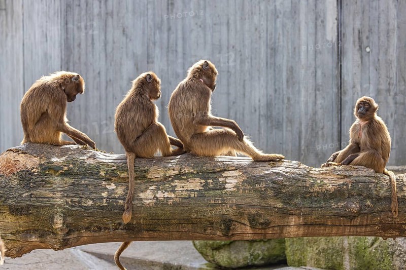 Djelada, blood-breasted baboon (Theropithecus gelada) at Wilhelma. Stuttgart Zoological and Botanical Garden, Baden-Württemberg, Germany, Europe