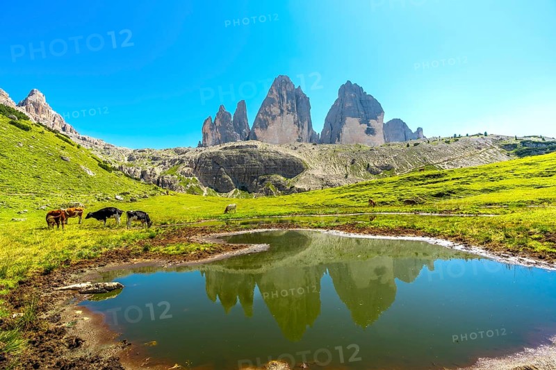 Cows grazing in a green meadow reflect the majestic tre cime di lavaredo in a serene lake, creating a picturesque summer landscape