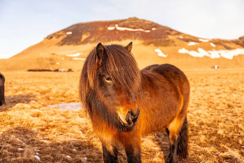 Beautiful brown horses in the cold winter in Iceland. Portrait looking at camera