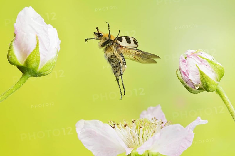 Bee beetle (Trichius gallicus) in flight on the blossoms of a pear tree