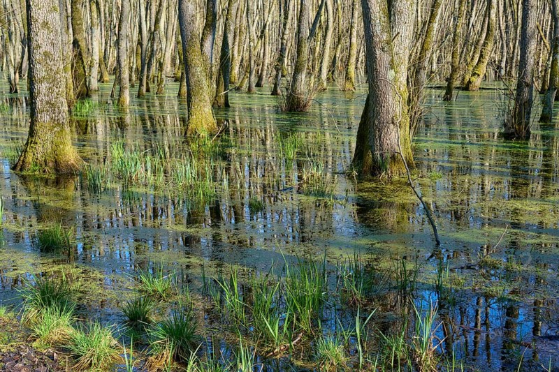 Tree trunks in a green, swampy alluvial forest, alders, spring, nature reserve Rote Lache by Wolfgang, Wolfgang, Hanau, Hesse, Germany, Europe