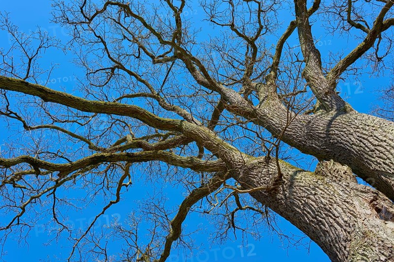 View from below of branched treetop against blue sky, through bare branches, oak tree, Hanau, Hesse, Germany, Europe