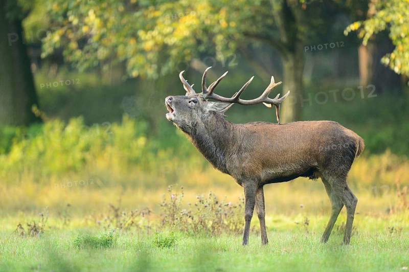 A Red deer (Cervus elaphus) male on a early foggy morning roaring at the edge of the woods