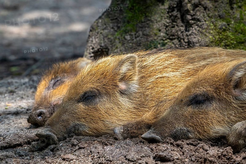 Three wild boar (Sus scrofa) piglets, juveniles sleeping in the mud in spring