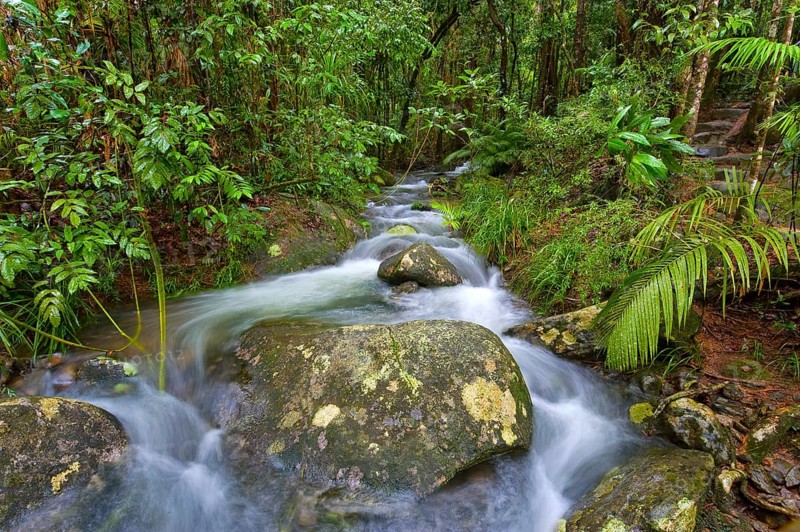 River course, water, stream, river, movement, flowing, jungle, rainforest, tropical, tropical forest, tropical, climate, in the Daintree National Park