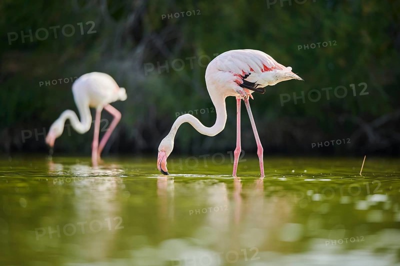 Greater Flamingo (Phoenicopterus roseus) walking in the water, Parc Naturel Regional de Camargue, France, Europe