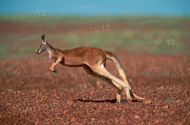 Red red kangaroo (Macropus rufus), Stuart National Park, Page, Australia, Oceania