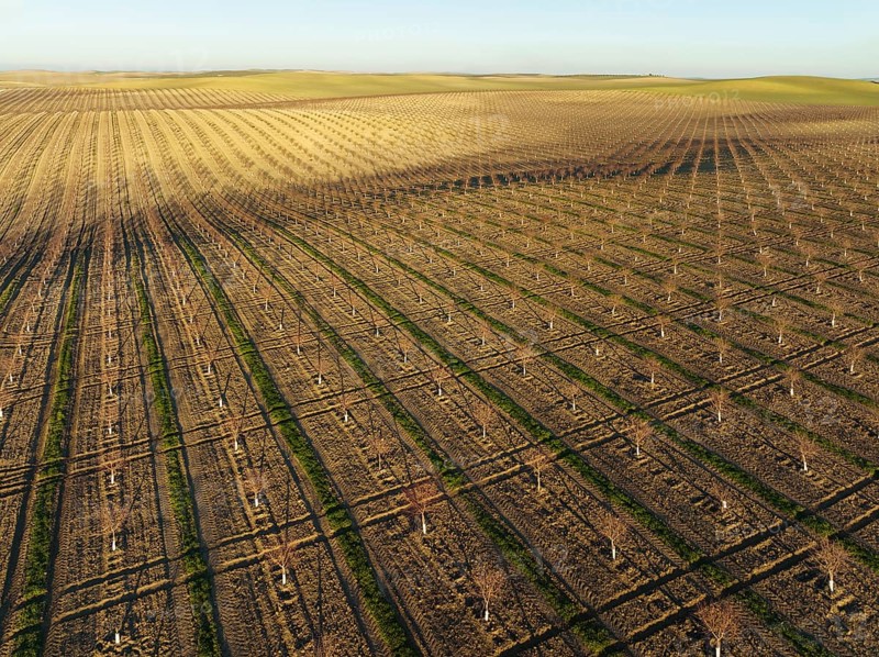 Cultivated young Almond Trees (Prunus dulcis) in the Campiña Cordobesa, the fertile rural area south of the town of Córdoba, aerial view, drone shot, Córdoba province, Andalusia, Spain, Europe