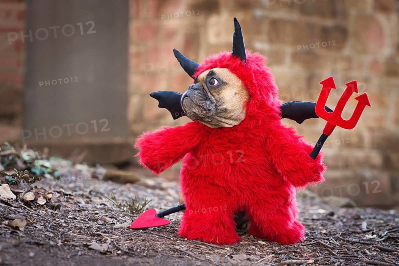 French Bulldog dog with red devil costume wearing a fluffy full body suit with fake arms holding pitchfork, with devil tail, horns and black bat wings standing in front of blurry wall
