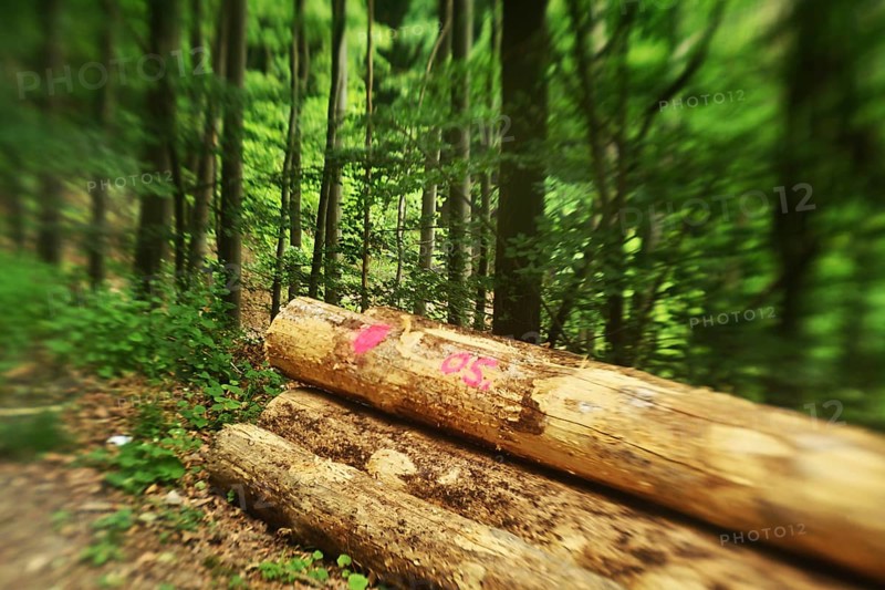 Forest damage in the Sauerland region has caused about 40 % of the spruce stand, especially in monocultures. The picture shows forest damage in May 2020, Germany, Europe