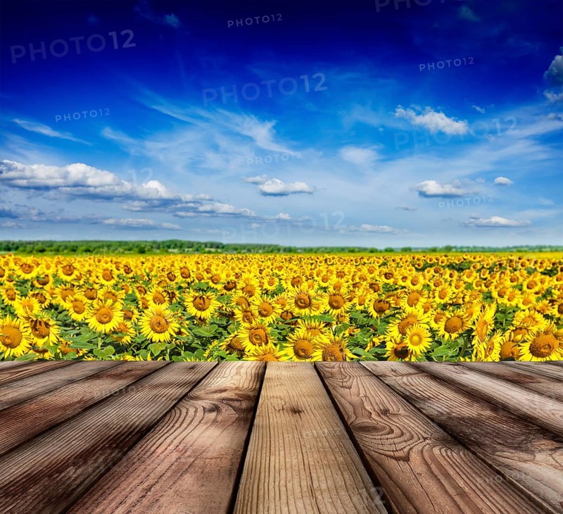 Wooden planks floor with idyllic scenic landscape of sunflower field and blue sky in background