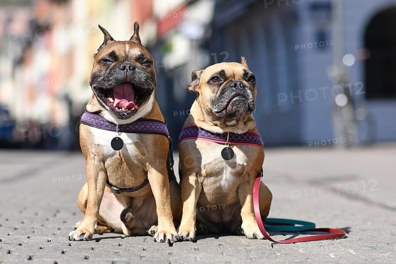 Pair of matching French Bulldogs sitting in city street on sunny day with one dog having mouth wide open while yawning