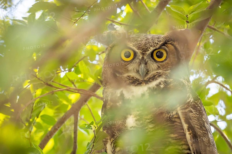 The yellow eyed great horned owl resting in the tree