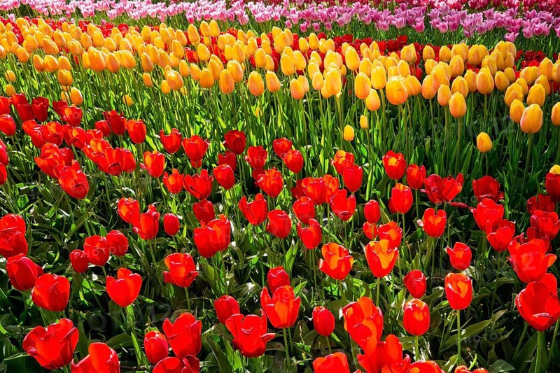 Blooming tulips flowerbed in Keukenhof flower garden, also known as the Garden of Europe, one of the world largest flower gardens and popular tourist attraction. Lisse, the Netherlands