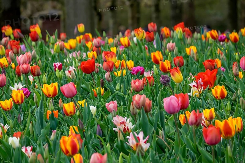Bed with colourful tulips (Tulpia), Keukenhof, Lisse, province of South Holland, Netherlands