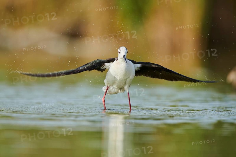 Black-winged stilt (Himantopus himantopus) standing in the water cleaning ists feathers, Camargue, France, Europe