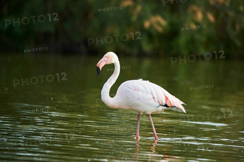 Greater Flamingo (Phoenicopterus roseus) walking in the water, Parc Naturel Regional de Camargue, France, Europe