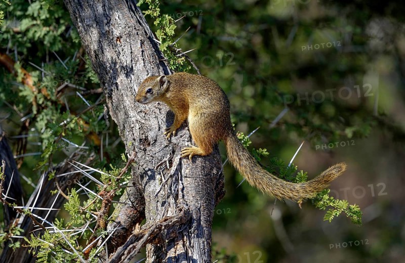 Smith's bush squirrel (Paraxerus cepapi), on tree trunk, Kruger National Park, Limpopo Province, South Africa, Africa