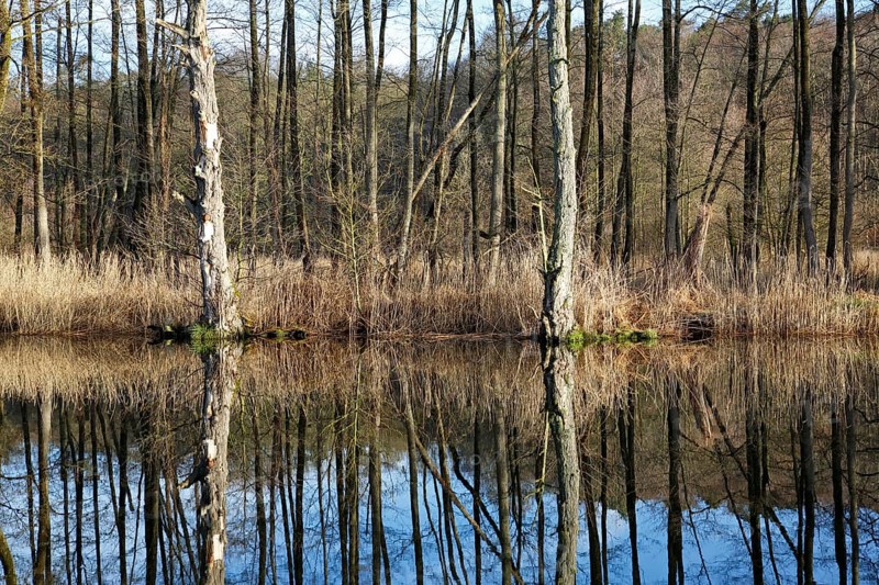 Deadwood, secondary habitat, alder swamp forest on the banks of the Peene River, Peene Valley River Landscape nature park Park, Mecklenburg-Western Pomerania, Germany, Europe
