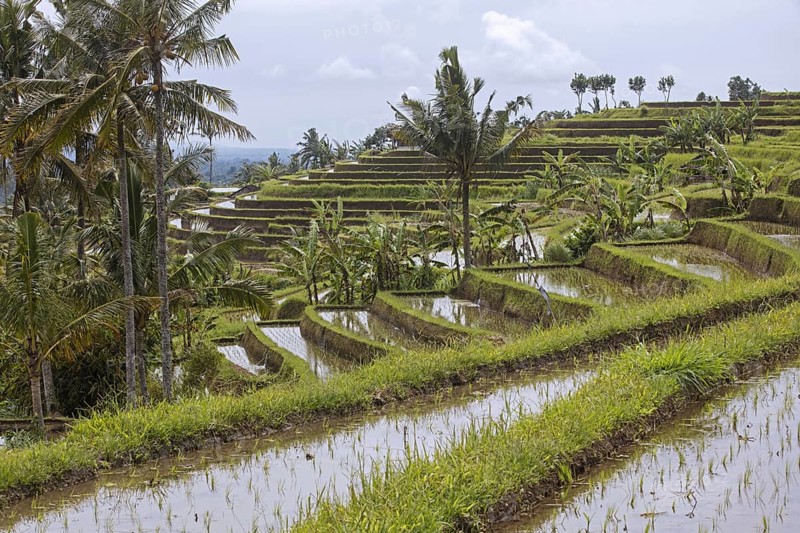 Jatiluwih terraced paddy fields, rice terraces in the highlands of West Bali, Indonesia, Asia