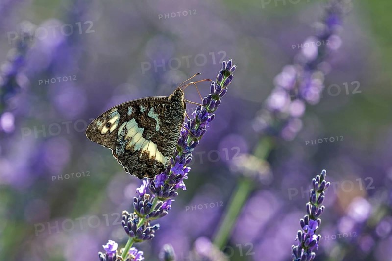 Great banded grayling (Brintesia circe), sitting on lavender flower, Provence, France, Europe