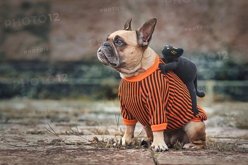 Funny dog Halloween costume showing a French Bulldog with a spooky black cat riding on its back