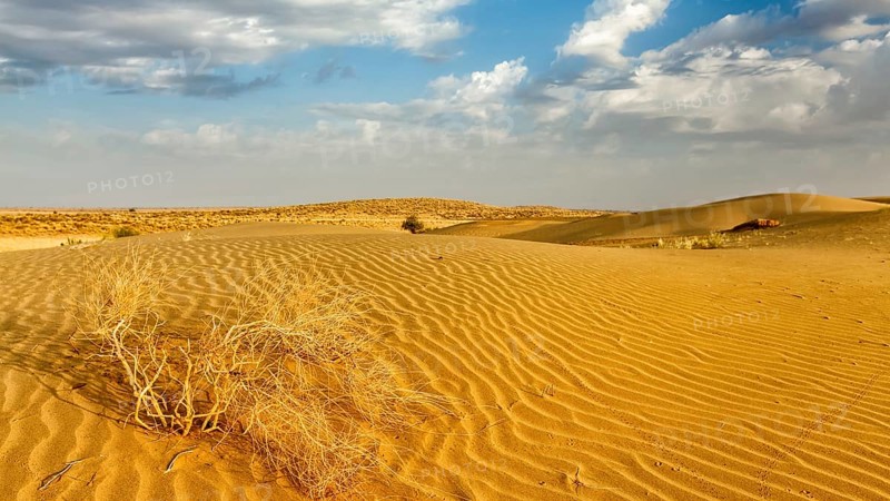 Panorama of dunes of Thar Desert. Sam Sand dunes, Rajasthan, India, Asia